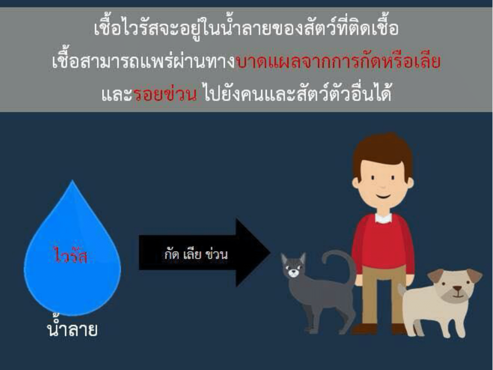 Rabies_หมอซี-4
